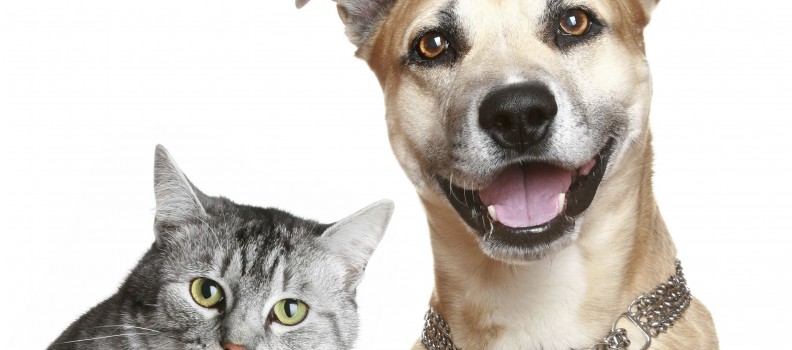 Câncer em Cães e Gatos: Tipos – Causas – Sintomas – Diagnóstico – Tratamento e Cura
